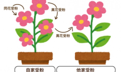 黄米与小米的营养区别是什么-黄米与小米的营养区别网 | 黄米与小米的营养区别是什么,黄米与小米的营养区别是什么