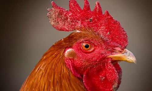 黄米与小米的营养区别网 | 黄米与小米的营养区别是什么,黄米与小米的营养区别是什么